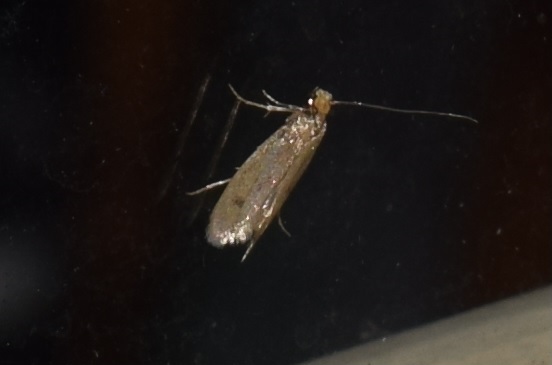 Tinea pellionella (Tineidae)?